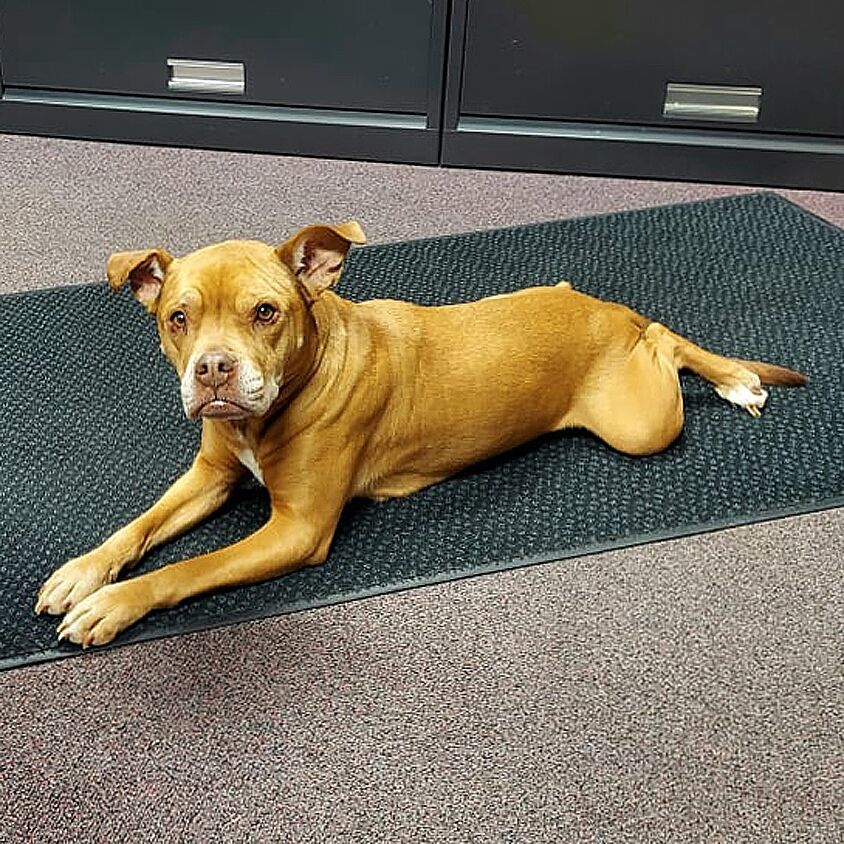 Lost Dog_Bloomer PD_C.tif